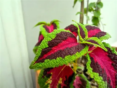 Кретон Техническое обслуживание