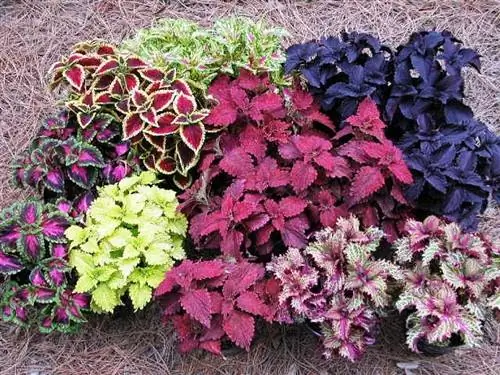 цвета колеуса