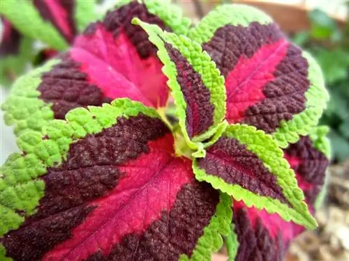 Кретонн (Coleu Blumei)