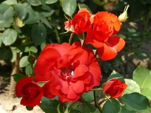 Севильская Розаль (Rosa 'La Sevillana')