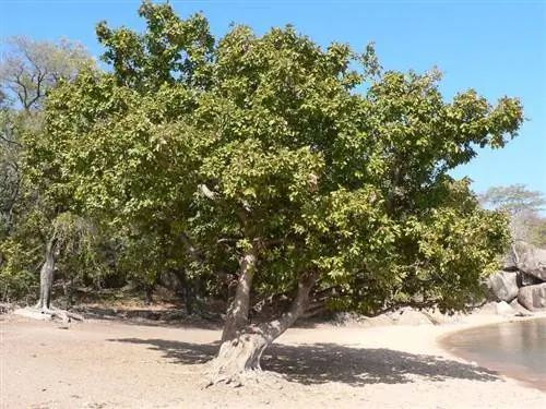Вид Ficus ingens