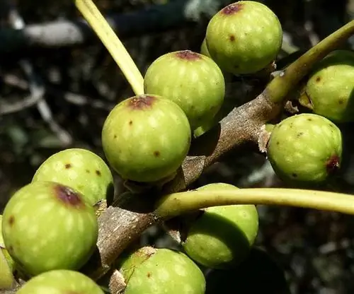 Инжир Ficus ingens
