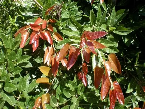 Инжир краснолистный (Ficus ingens)