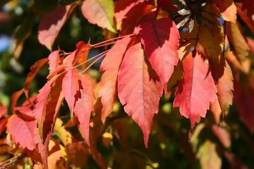 Листья Acer cissifolium осенью