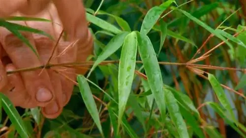 Обрезка и выращивание Fargesia Bamboo