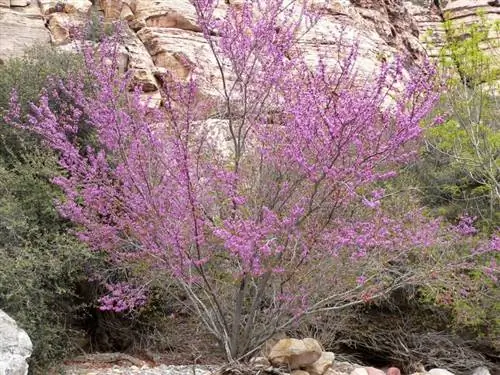 Вид на Cercis occidentalis