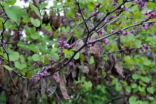 Cercis occidentalis листья