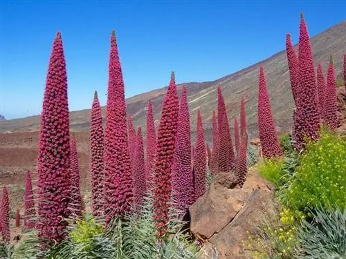 Характеристика и уход за красным тажинасте