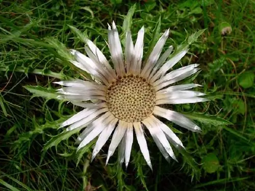 Лечебные свойства