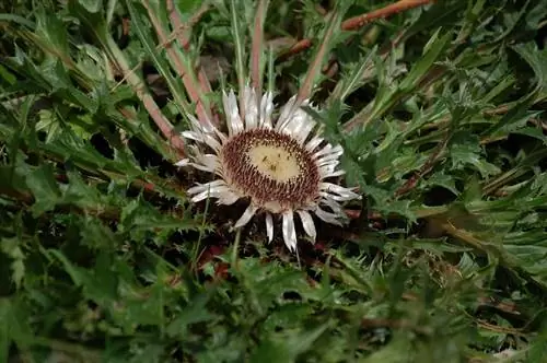 Семена Карлины акаулис