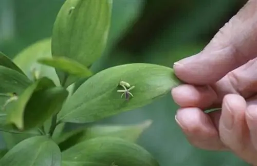 язвы и болезни