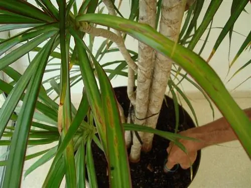 Как узнать, заболело ли мое растение?