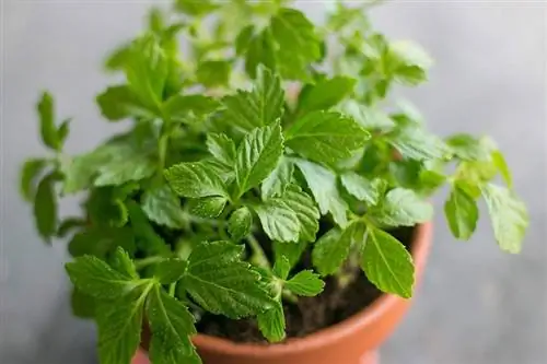 Лекарства, снижающие иммунную систему, также известные как иммунодепрессанты, взаимодействуют с джиаогуланом.