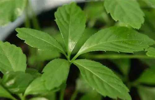 Цзяогулан (Gynostemma pentaphyllum)