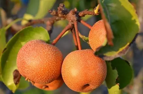 Наши (Pyrus pyrifolia)
