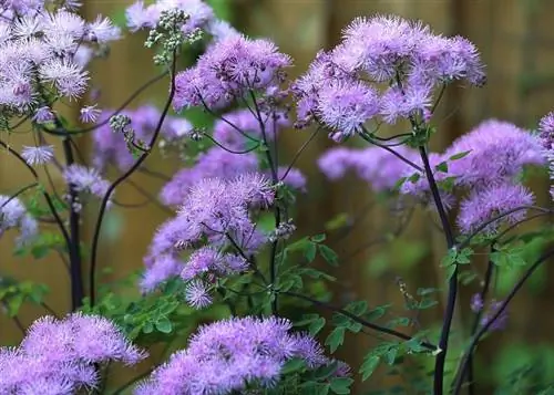 Thalictrum aquilegifolium дает превосходное разнообразие красиво окрашенных цветоносов.