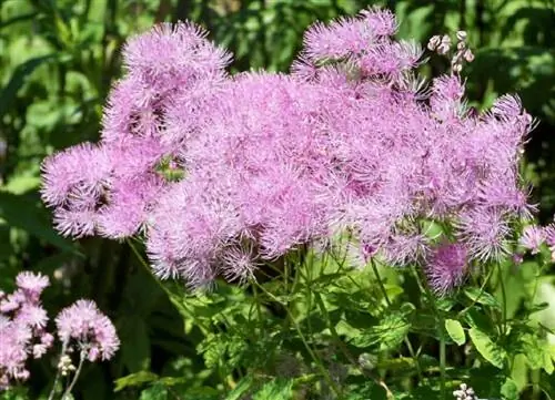 Выращивание и посадка Thalictrum aquilegifolium