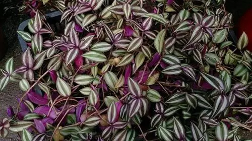 Уход, который необходимо выполнять на заводе Tradescantia или также известном как «Мужская любовь».