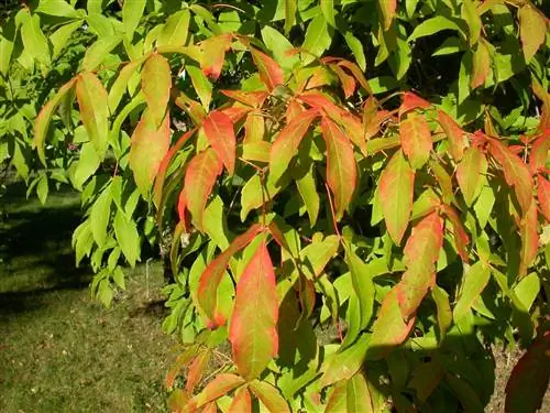 Клен трехцветковый (Acer triflorum)