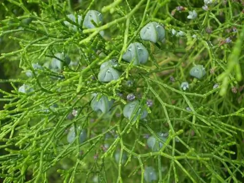 Листья Tetraclinis articulata