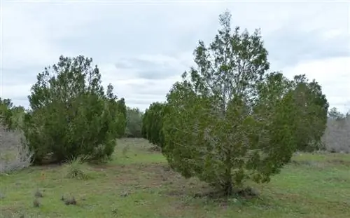 Картахенский кипарис