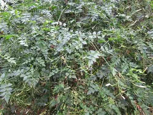 Jasminum grandiflorum - научное название королевского жасмина.