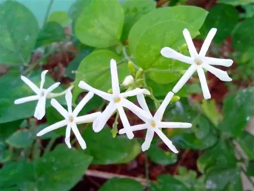 Королевский жасмин (Jasminum grandiflorum)