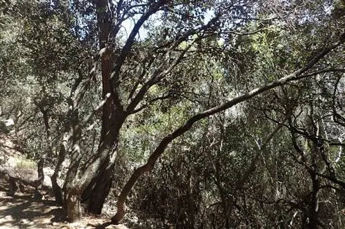 Ствол Quercus alnifolia