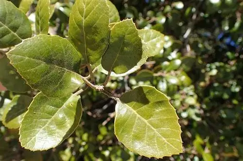 Quercus alnifolia листья