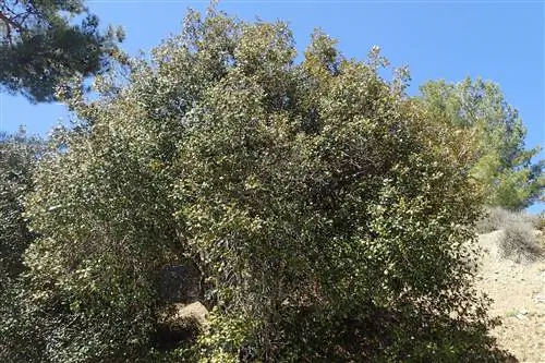 Золотой дуб (Quercus alnifolia)