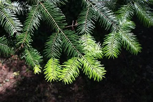 Листья Abies grandis