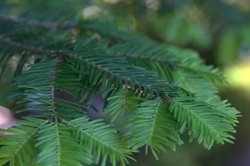 Abies grandis растение