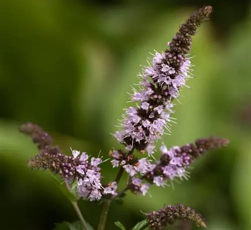 Цветы Mentha x piperita