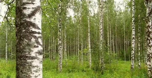 белая береза