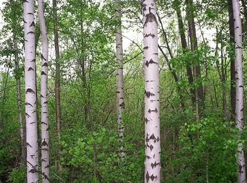 Бетула белая осенью