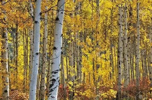 белая береза осенью