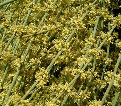 Растение Ephedra fragilis очень декоративно.