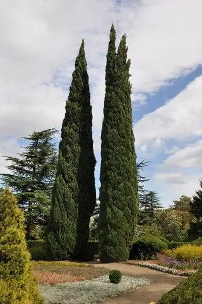 Cupressus sempervirens var. горизонтальный