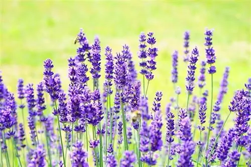 Lavandula Angustifolia или более известная как Lavender Lavender