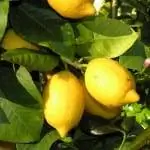 лимонное дерево с плодами
