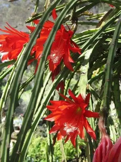 Heliocereus speciosus в цветке