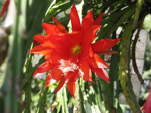 Сантамария (Disocactus speciosus)