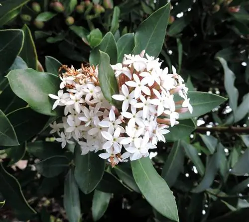 Акокантера (Acokanthera oblongifolia)