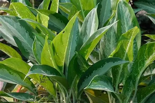 Aglaonema nitidum, широко известная как Серебряная королева.