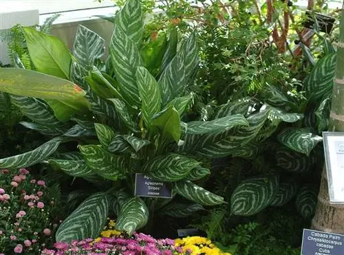 вредители и болезни Aglaonema nitidum