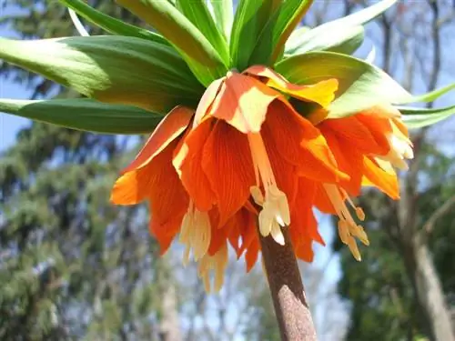 Fritillaria Imperialis Rubra Fritillaria Imperialis Rubra