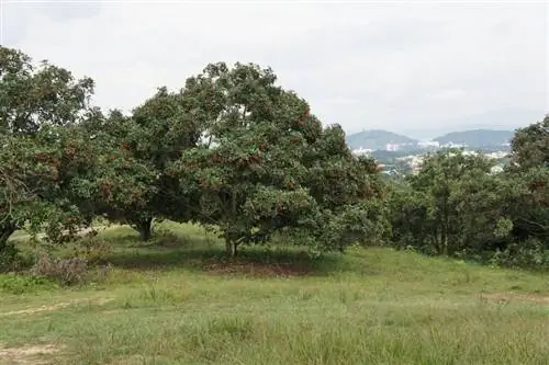 Nephelium lappaceum, вид на дерево Nephelium lappaceum, вид на дерево