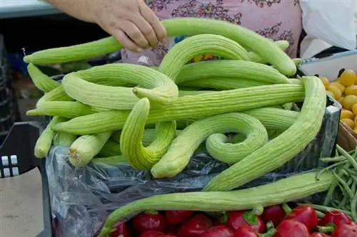 Альфикоз свойства
