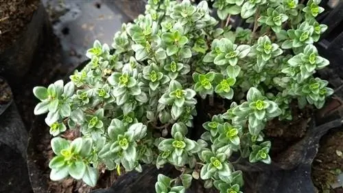 Лимонный тимьян (Thymus citriodorus)