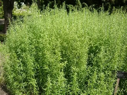 Вид на Artemisia dracunculus